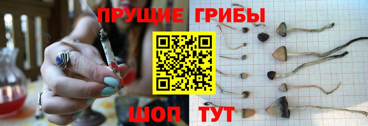 Галлюциногенные грибы MAGIC MUSHROOMS  Вход с VPN  Ступино  Псилоцибиновые грибы Psilocybe 